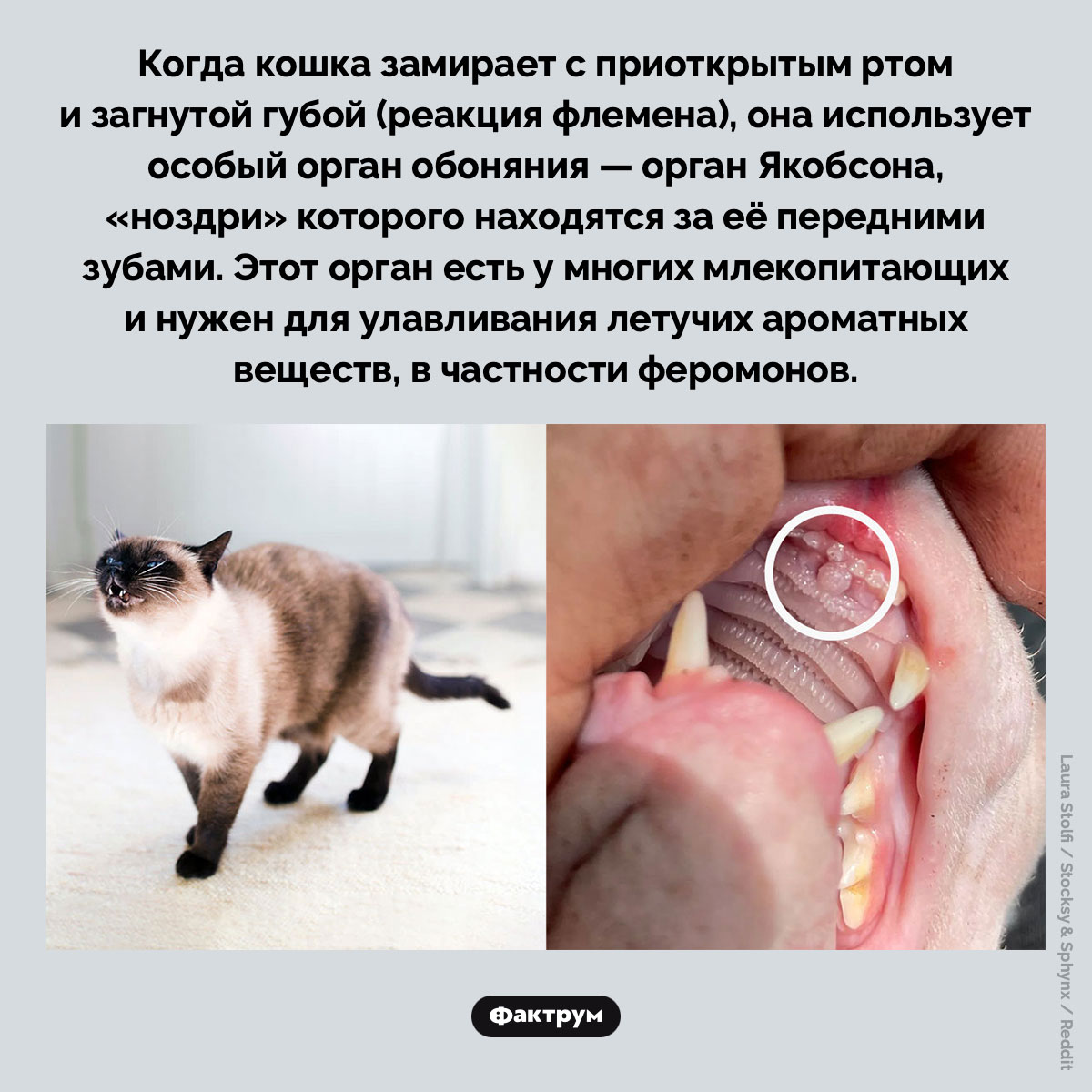 Что такое орган Якобсона. Когда кошка замирает с приоткрытым ртом и загнутой губой (реакция флемена), она использует особый орган обоняния — орган Якобсона, «ноздри» которого находятся за её передними зубами. Этот орган есть у многих млекопитающих и нужен для улавливания летучих ароматных веществ, в частности феромонов.