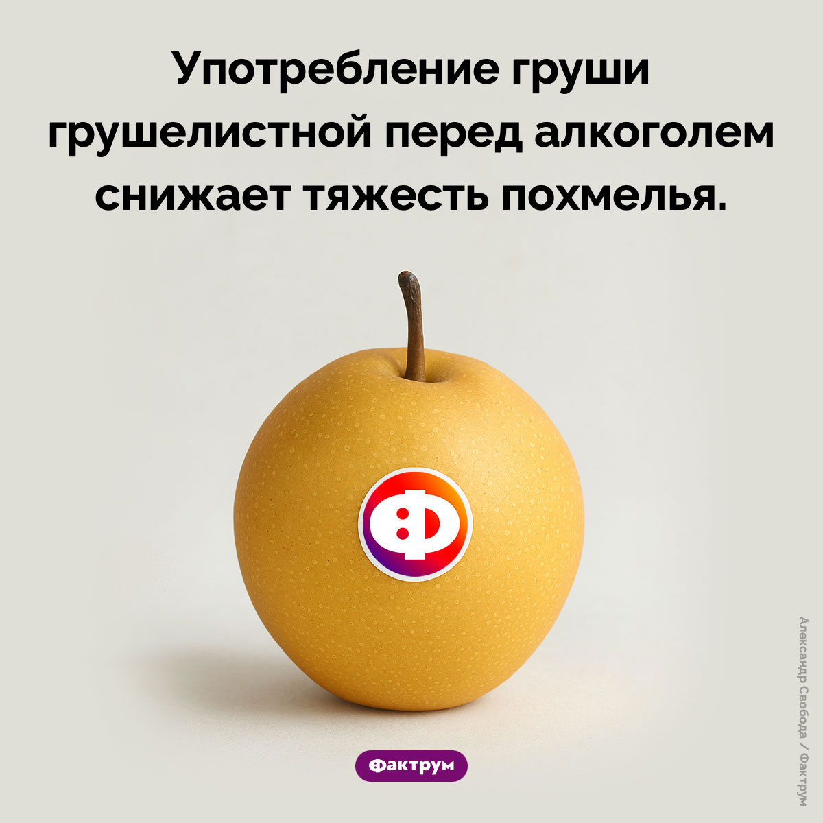 Груша — средство от похмелья. Употребление груши грушелистной перед алкоголем снижает тяжесть похмелья.