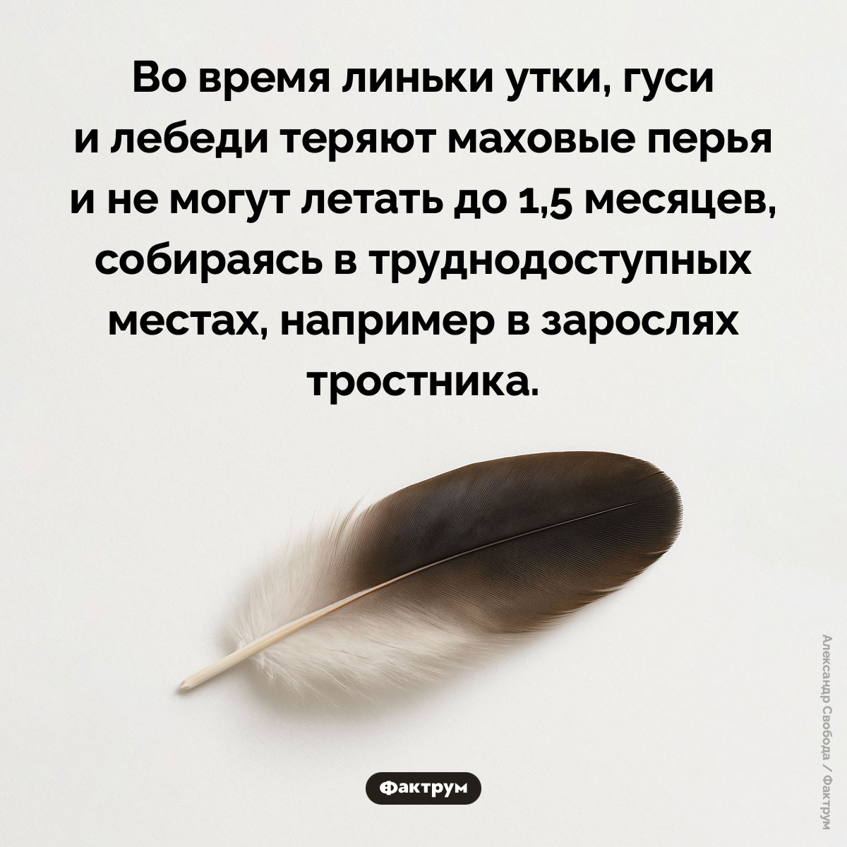 Маховые перья птиц во время линьки. Во время линьки утки, гуси и лебеди теряют маховые перья и не могут летать до 1,5 месяцев, собираясь в труднодоступных местах, например в зарослях тростника.