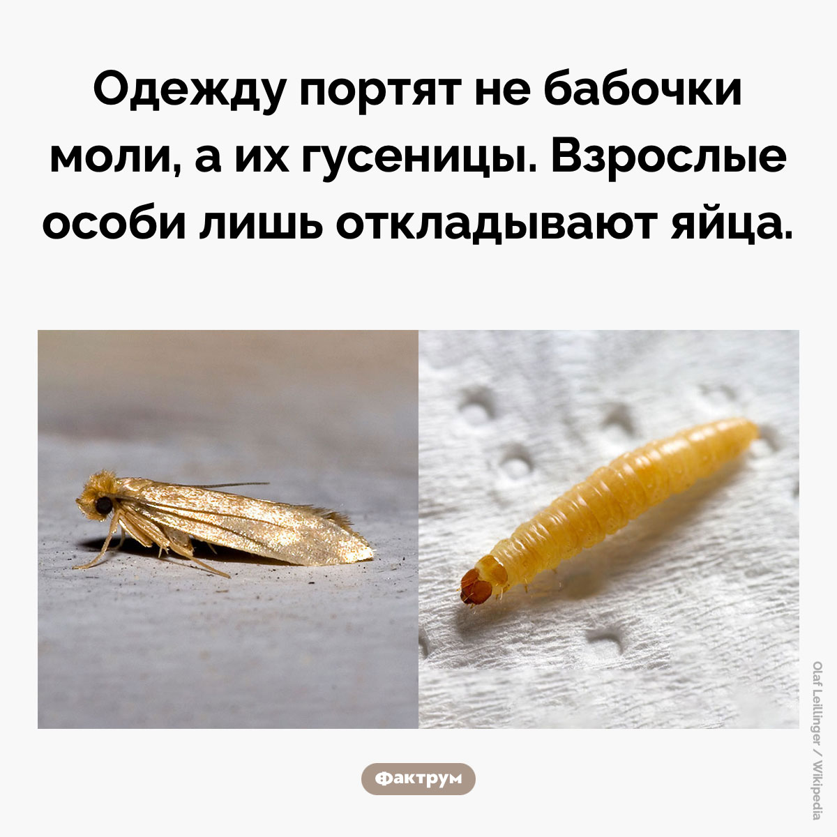 Почему убийство моли не спасёт ваш свитер. Одежду портят не бабочки моли, а их гусеницы. Взрослые особи лишь откладывают яйца.