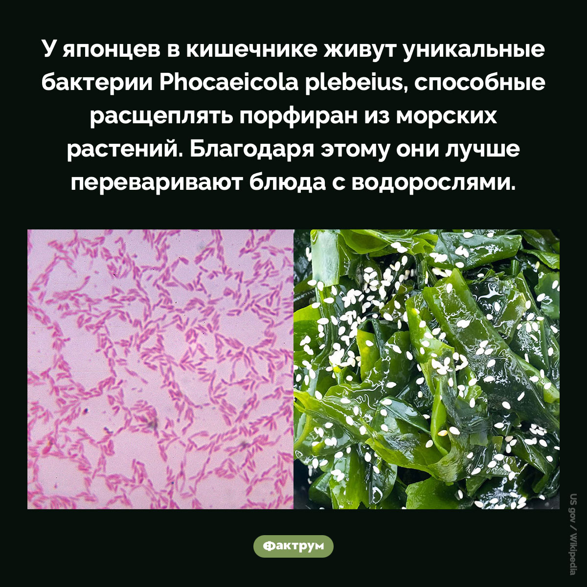 Почему японцы лучше переваривают водоросли. У японцев в кишечнике живут уникальные бактерии Phocaeicola plebeius, способные расщеплять порфиран из морских растений. Благодаря этому они лучше переваривают блюда с водорослями.
