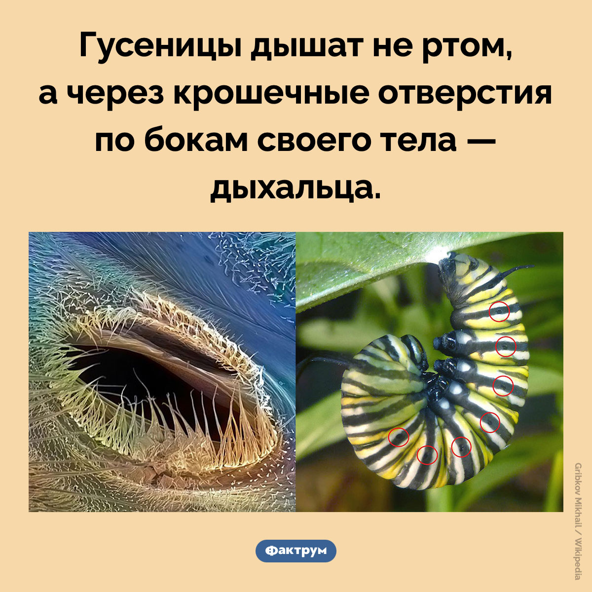 Как дышат гусеницы
