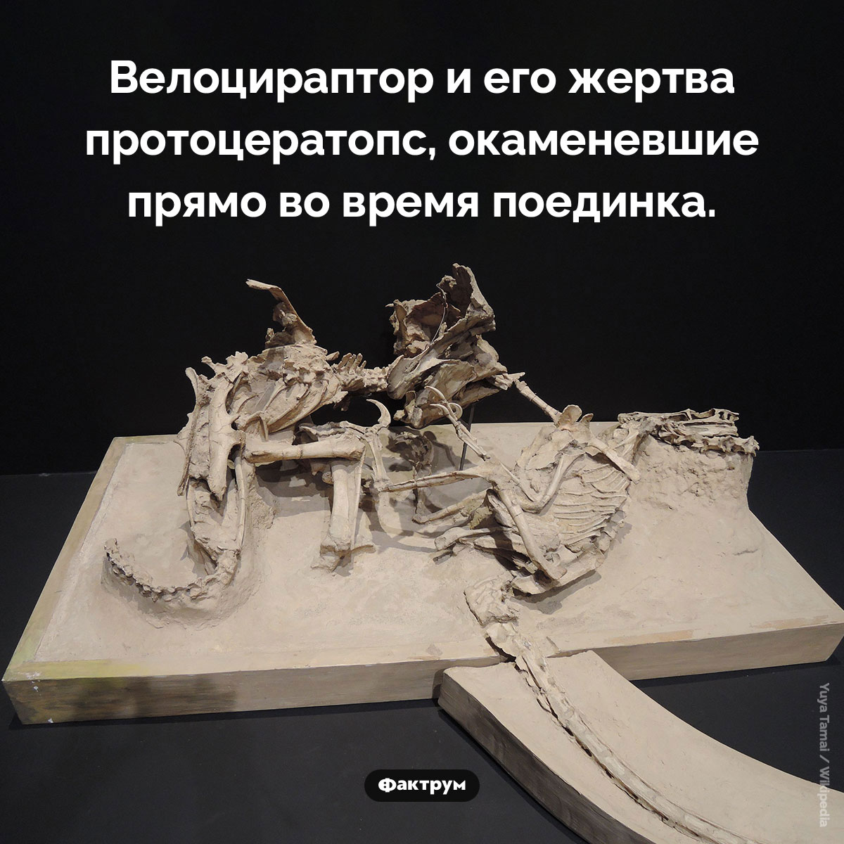 Окаменевшая схватка