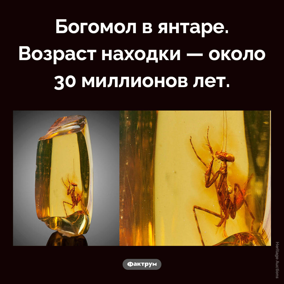 Богомол в янтаре. Богомол в янтаре. Возраст находки — около 30 миллионов лет.