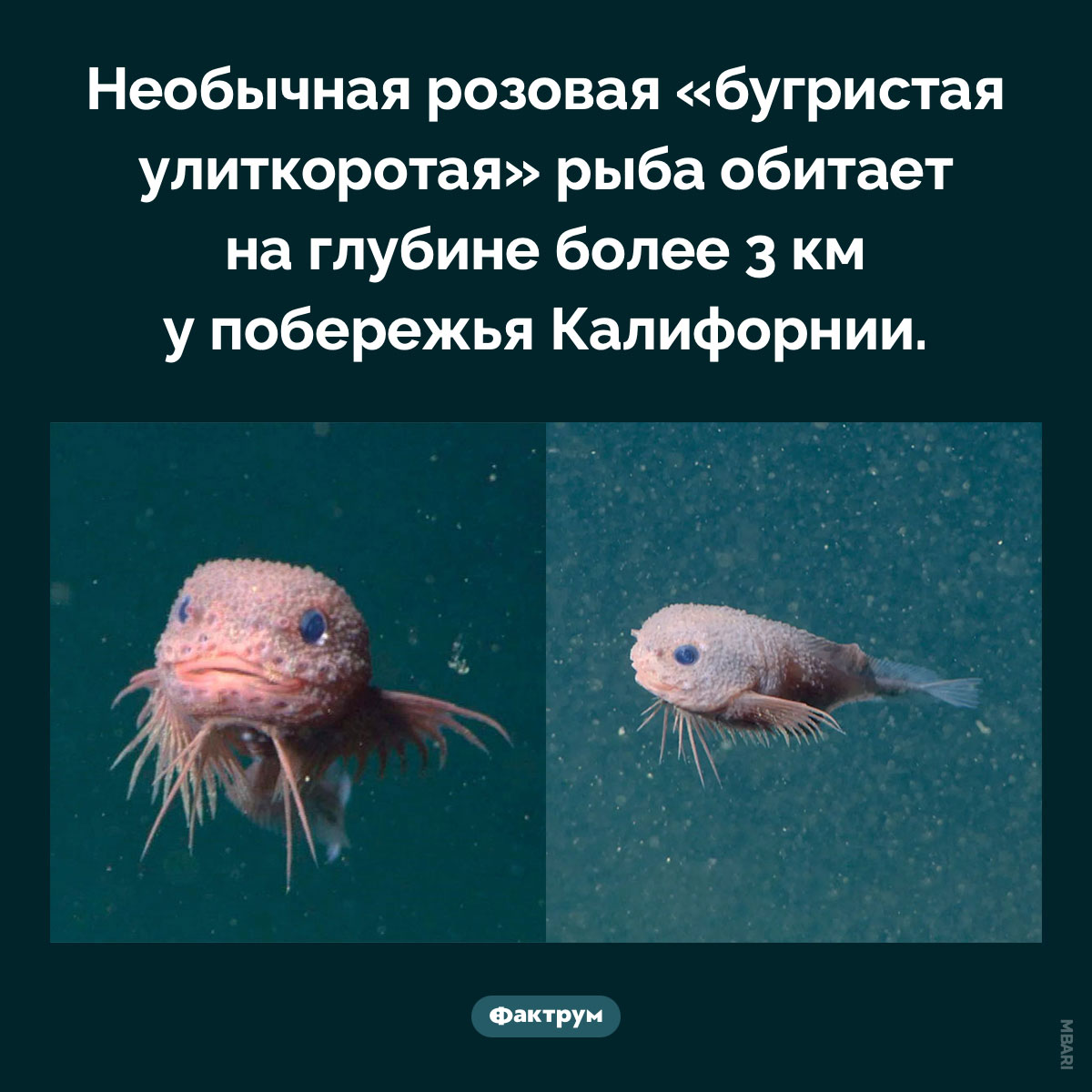 Бугристая улиткоротая рыба. Необычная розовая «бугристая улиткоротая» рыба обитает на глубине более 3 км у побережья Калифорнии.