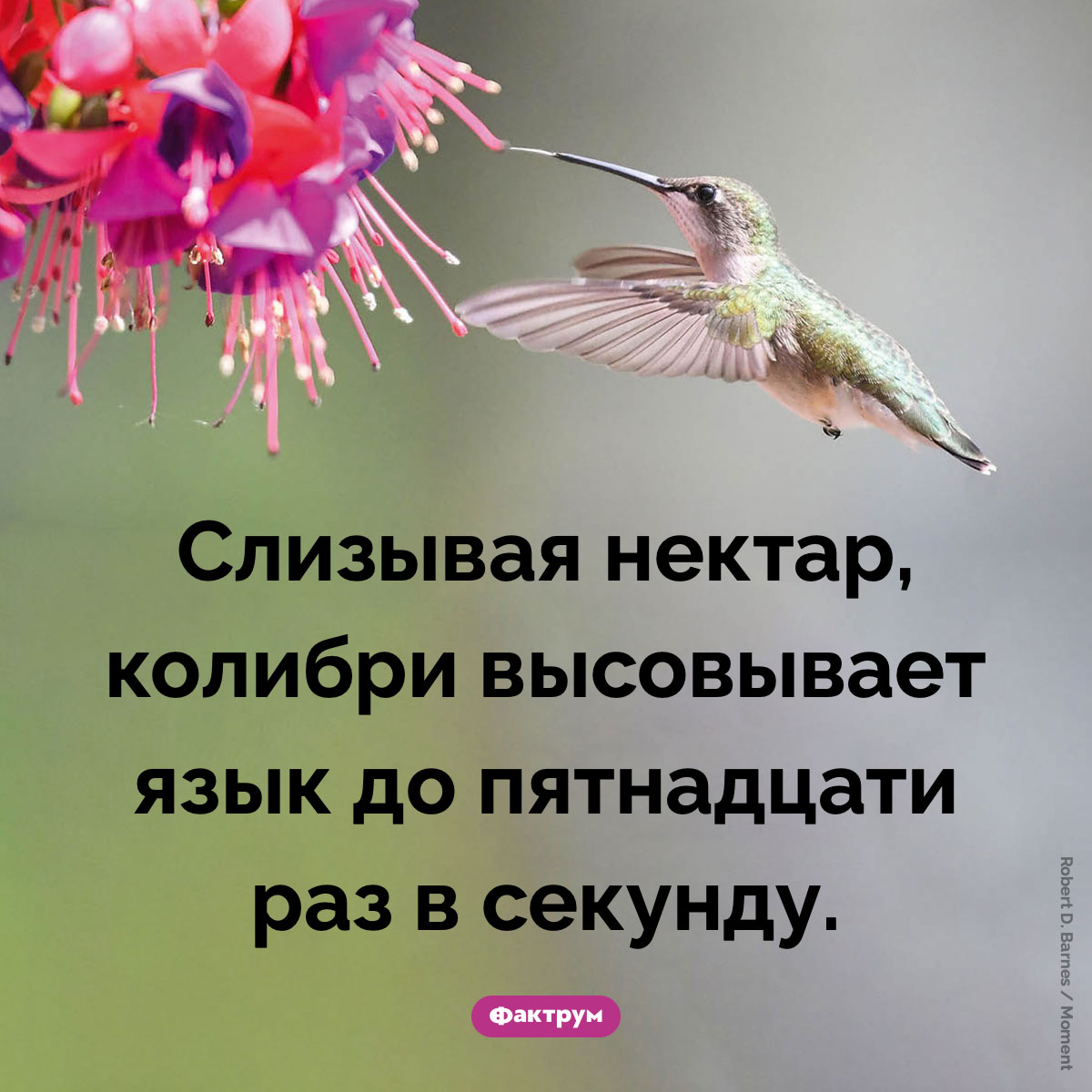 Быстрый язык колибри