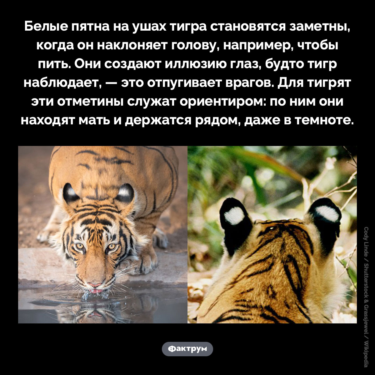 «Глаза» на ушах тигра. Белые пятна на ушах тигра становятся заметны, когда он наклоняет голову, например, чтобы пить. Они создают иллюзию глаз, будто тигр наблюдает, — это отпугивает врагов. Для тигрят эти отметины служат ориентиром: по ним они находят мать и держатся рядом, даже в темноте.