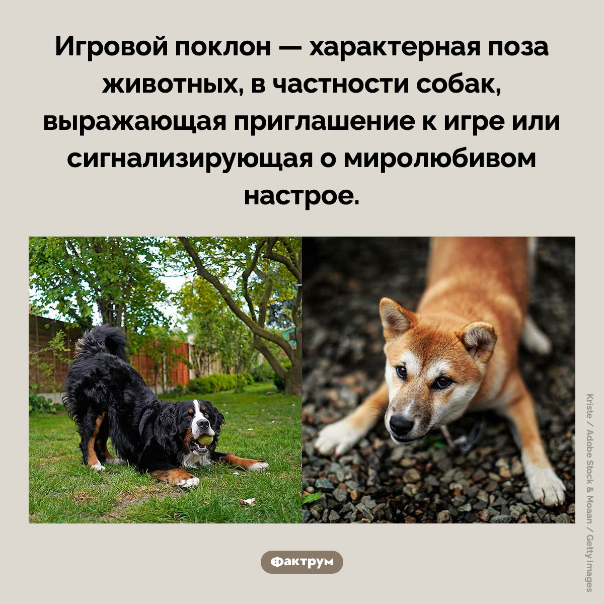 Игровой поклон. Игровой поклон — характерная поза животных, в частности собак, выражающая приглашение к игре или сигнализирующая о миролюбивом настрое.