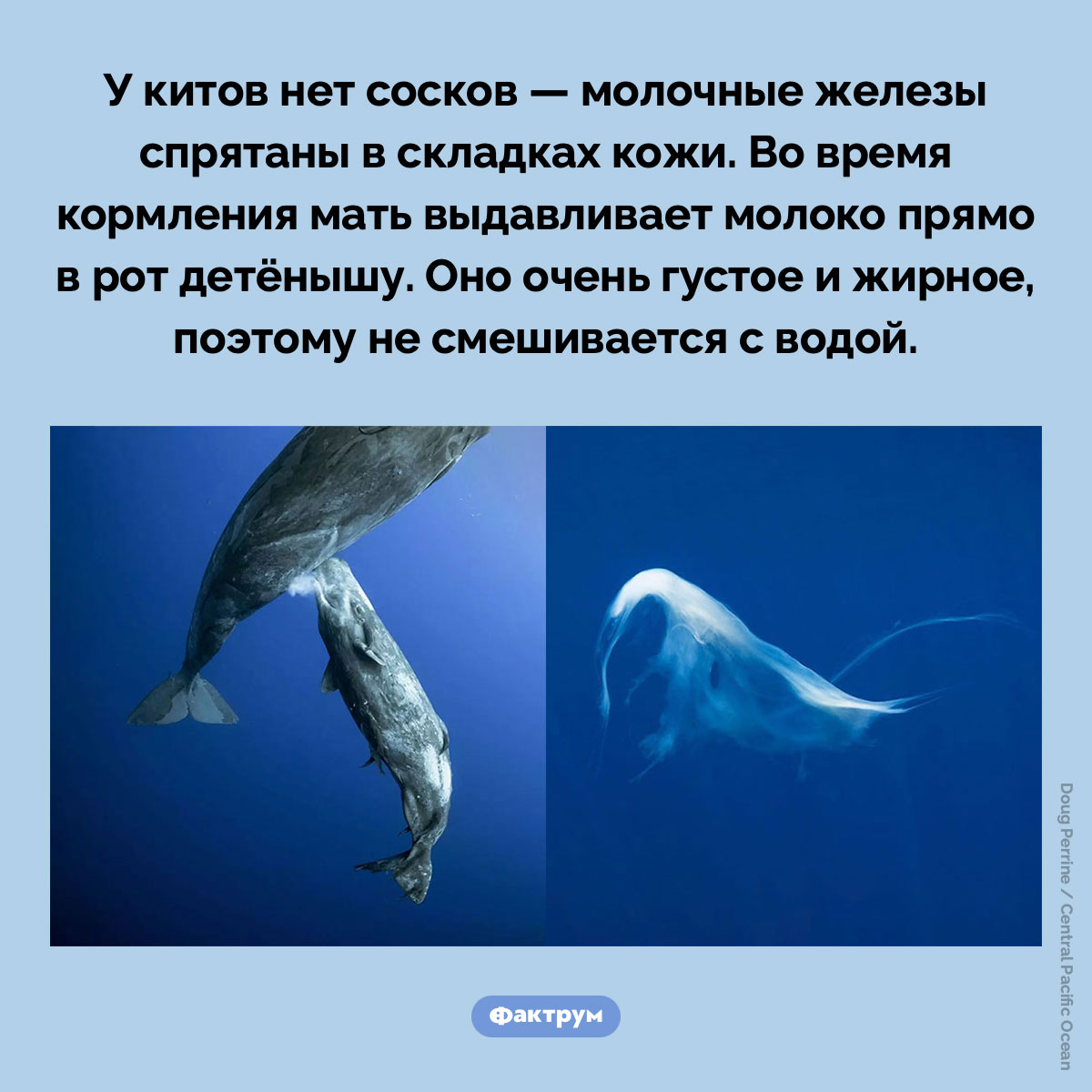 Как кит кормит детеныша. У китов нет сосков — молочные железы спрятаны в складках кожи. Во время кормления мать выдавливает молоко прямо в рот детёнышу. Оно очень густое и жирное, поэтому не смешивается с водой.