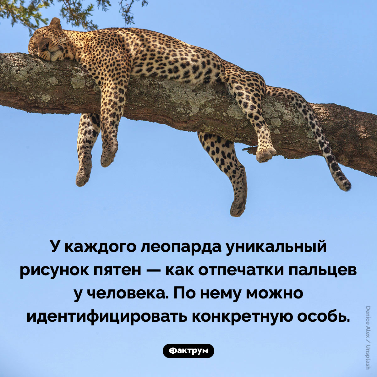 Как отличить леопарда. У каждого леопарда уникальный рисунок пятен — как отпечатки пальцев у человека. По нему можно идентифицировать конкретную особь.