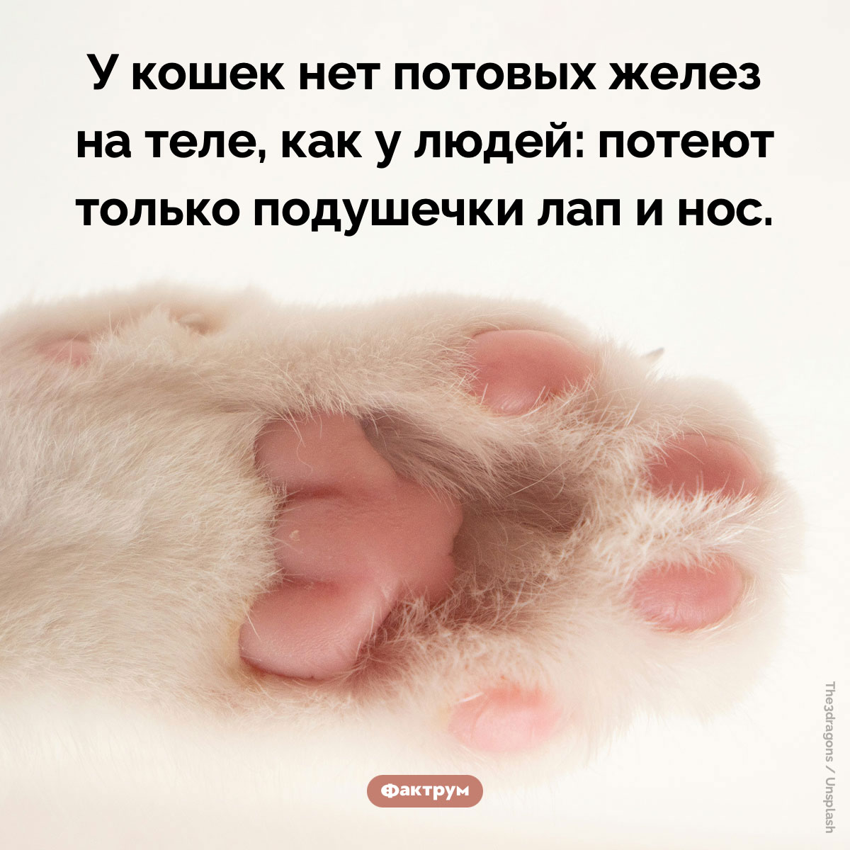 Как потеют кошки. У кошек нет потовых желез на теле, как у людей: потеют только подушечки лап и нос.