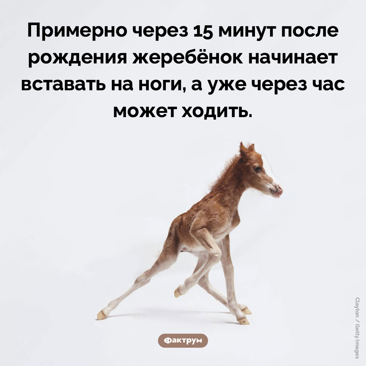 Когда жеребёнок начинает ходить. Примерно через 15 минут после рождения жеребёнок начинает вставать на ноги, а уже через час может ходить.