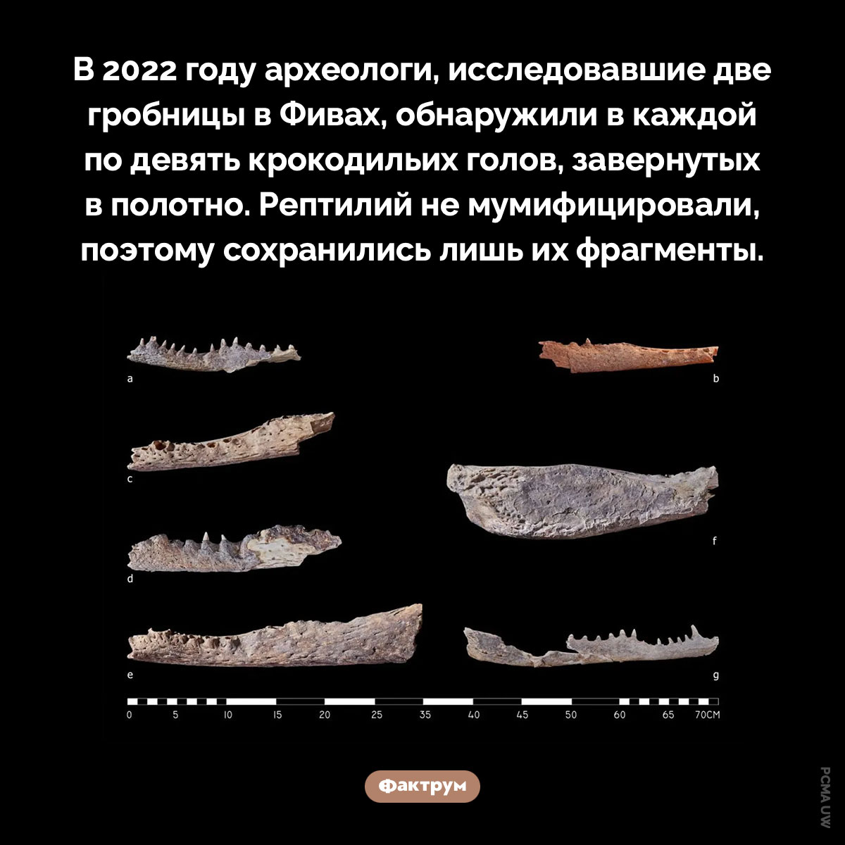 Крокодильи головы в гробницах