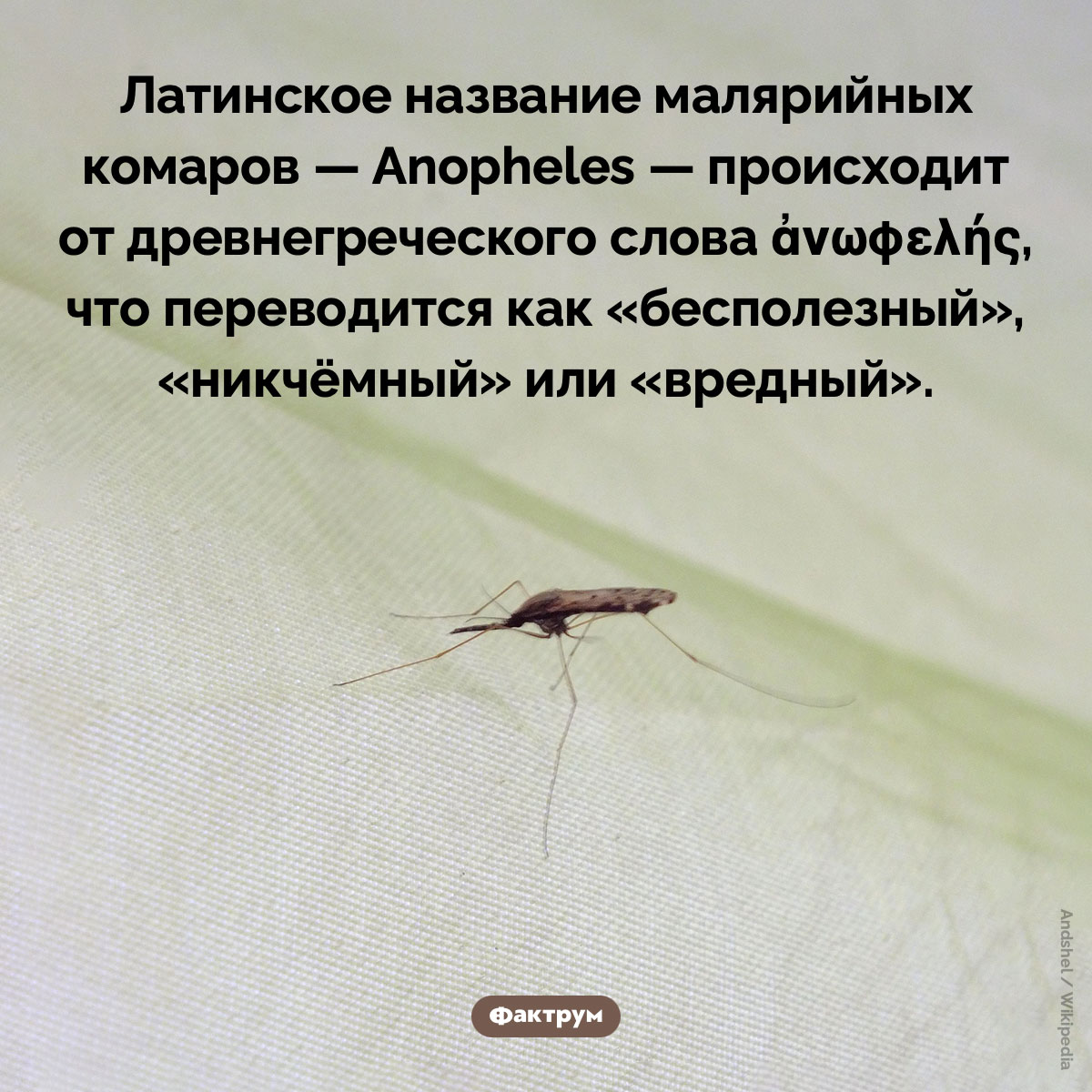 «Никчёмные» комары. Латинское название малярийных комаров — Anopheles — происходит от древнегреческого слова ἀνωφελής, что переводится как «бесполезный», «никчёмный» или «вредный».