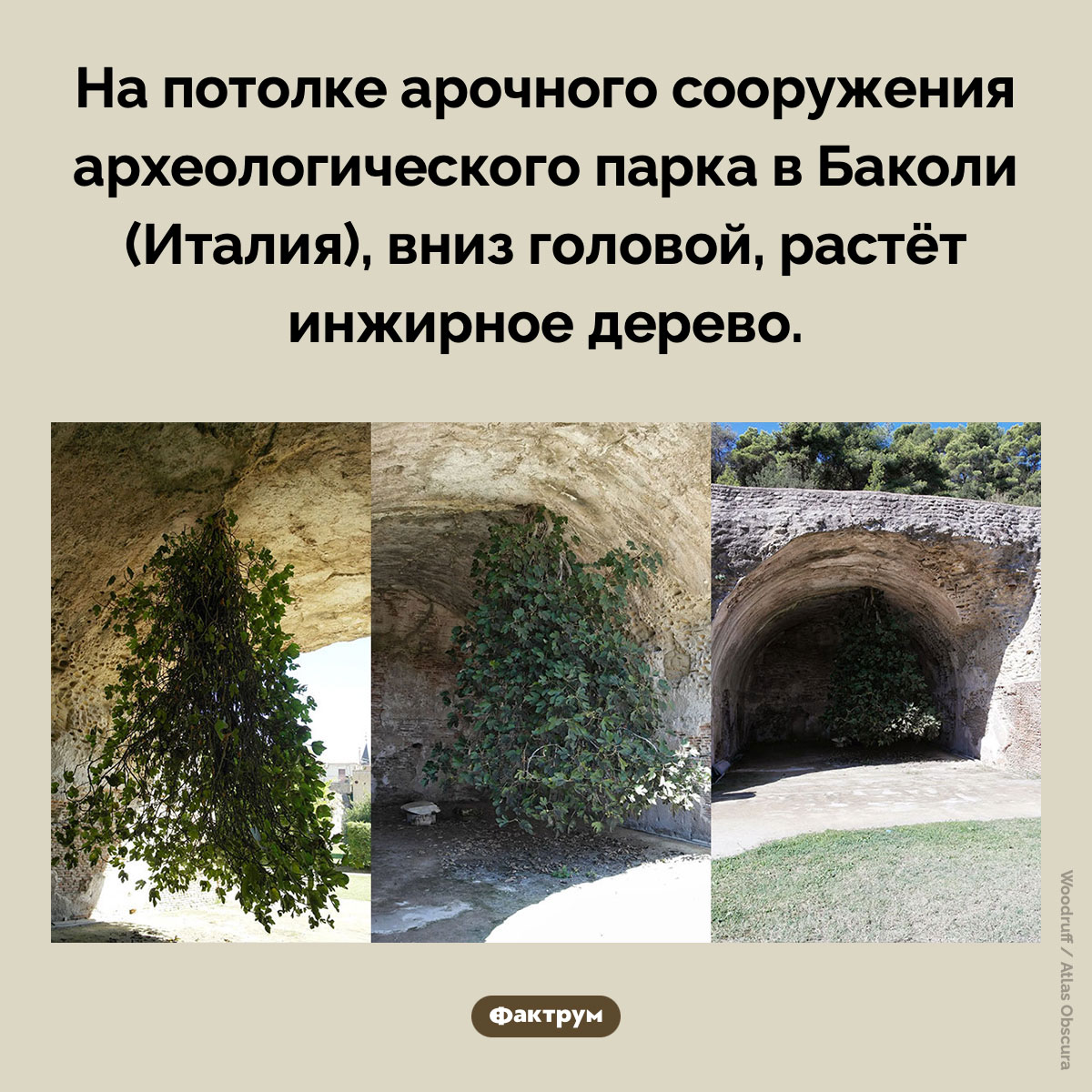 Перевернутое дерево. На потолке арочного сооружения археологического парка в Баколи (Италия), вниз головой, растёт инжирное дерево.