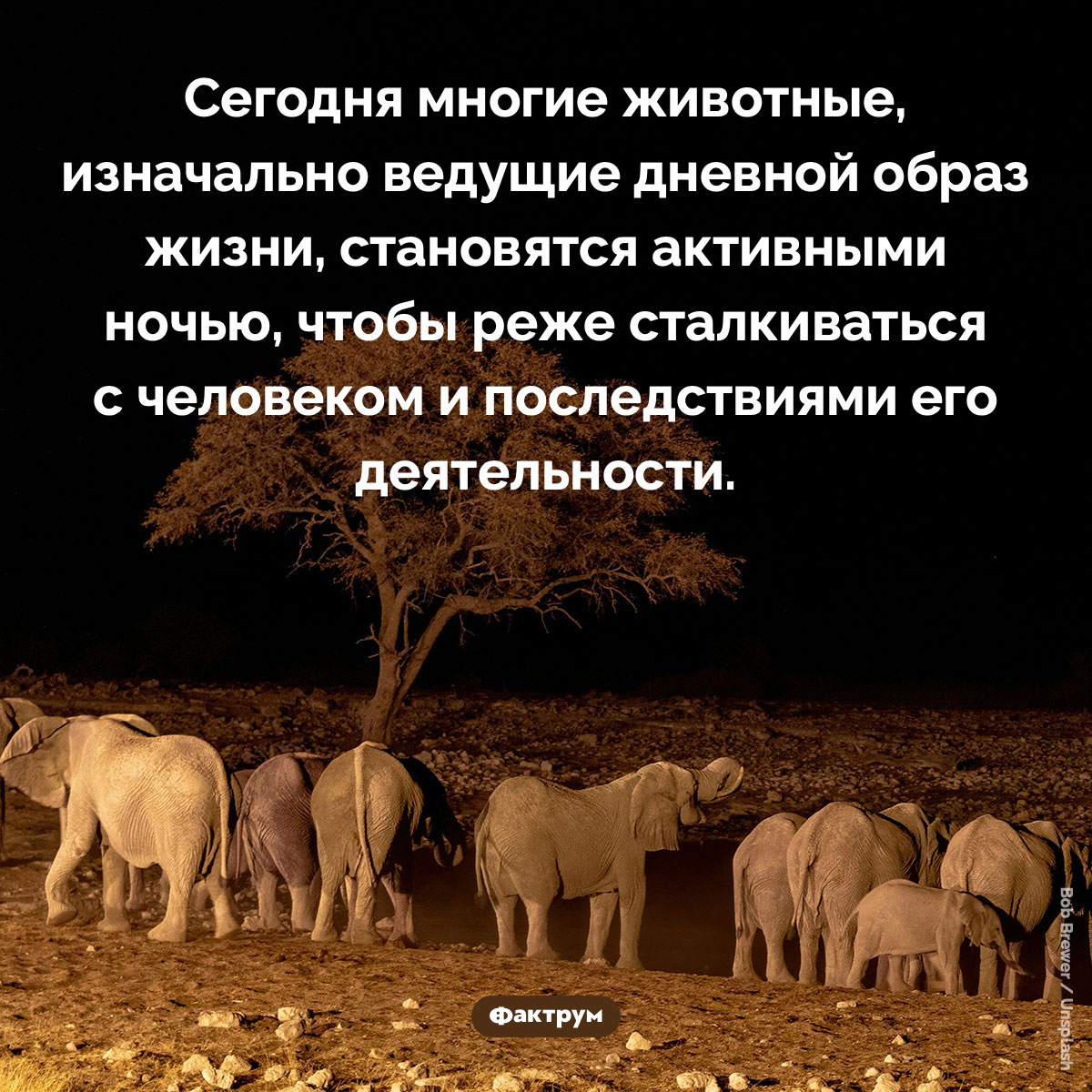Сегодня многие дневные животные переходят на ночной образ жизни. Сегодня многие животные, изначально ведущие дневной образ жизни, становятся активными ночью, чтобы реже сталкиваться с человеком и последствиями его деятельности.
