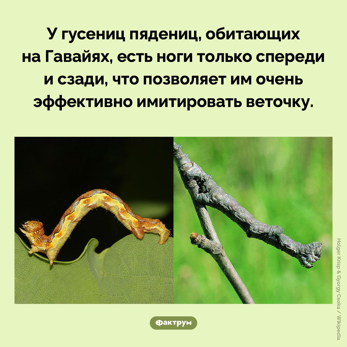 Странные гусеницы с Гавайев. У гусениц пядениц, обитающих на Гавайях, есть ноги только спереди и сзади, что позволяет им очень эффективно имитировать веточку.