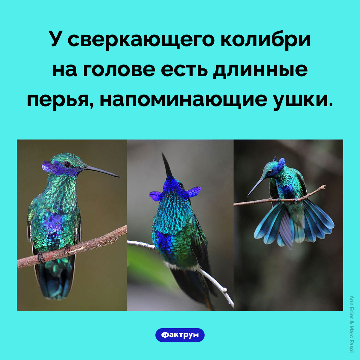 Сверкающий колибри. У сверкающего колибри на голове есть длинные перья, напоминающие ушки.