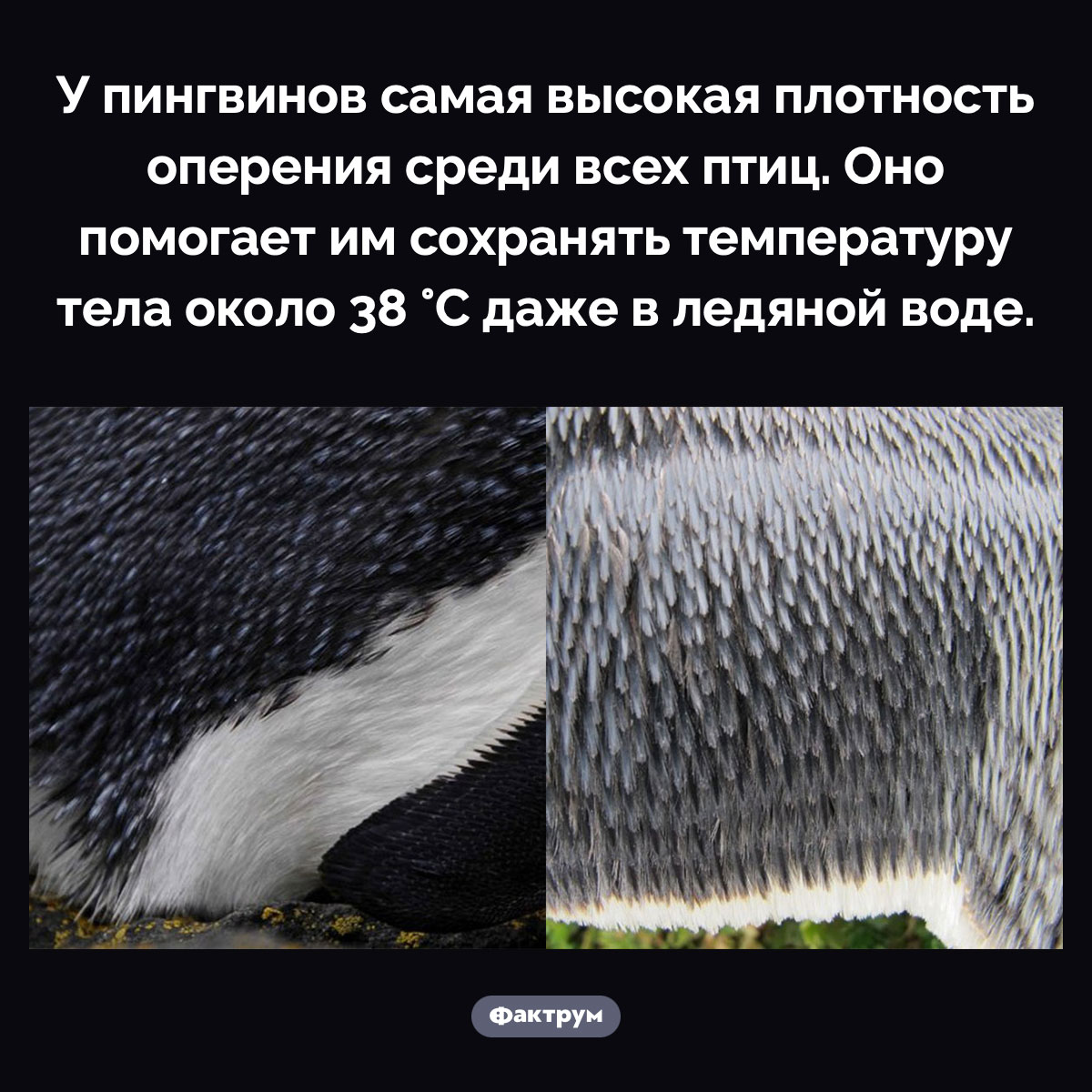 Уникальное оперение пингвинов. У пингвинов самая высокая плотность оперения среди всех птиц. Оно помогает им сохранять температуру тела около 38 °C даже в ледяной воде.