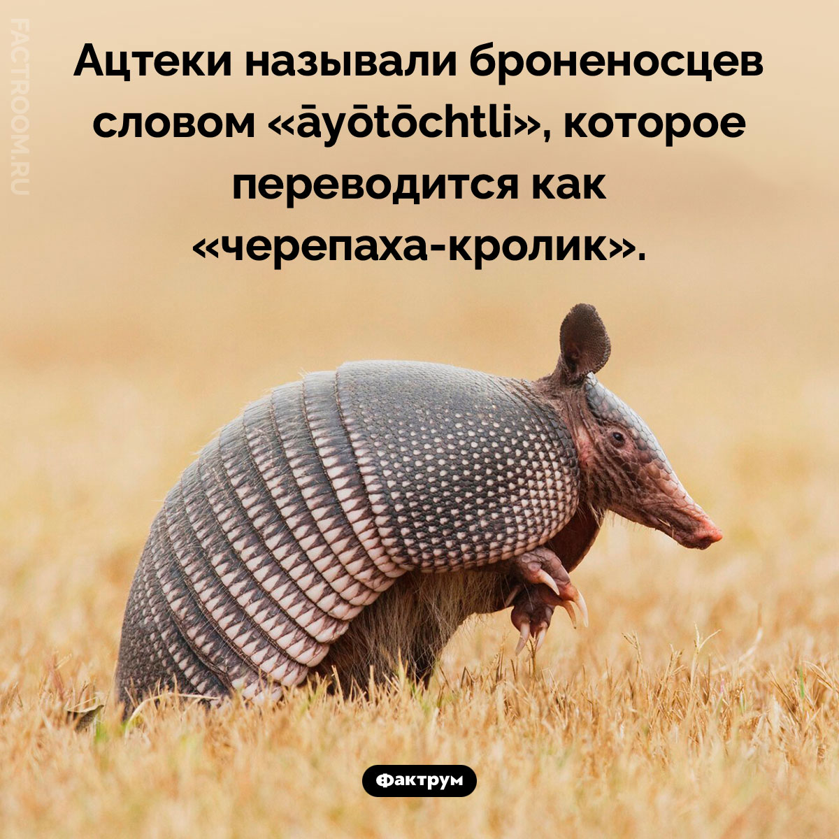 Черепаха-кролик. Ацтеки называли броненосцев словом «āyōtōchtli», которое переводится как «черепаха-кролик».