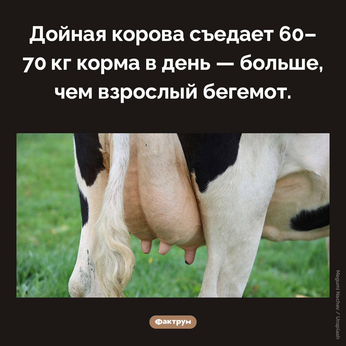 Дойная корова ест больше бегемота. Дойная корова съедает 60–70 кг корма в день — больше, чем взрослый бегемот.