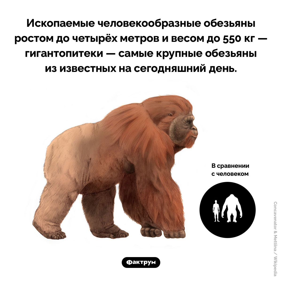 Гигантопитеки. Ископаемые человекообразные обезьяны ростом до четырёх метров и весом до 550 кг — гигантопитеки — самые крупные обезьяны из известных на сегодняшний день. 2 млн — 300 тыс. лет назад.