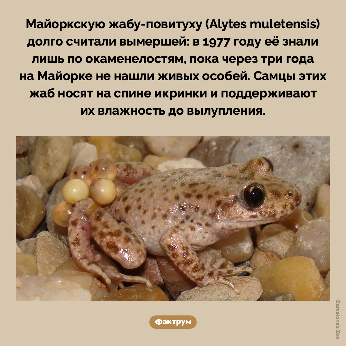 Майоркская жаба-повитуха. Майоркскую жабу-повитуху (Alytes muletensis) долго считали вымершей: в 1977 году её знали лишь по окаменелостям, пока через три года на Майорке не нашли живых особей. Самцы этих жаб носят на спине икринки и поддерживают их влажность до вылупления.