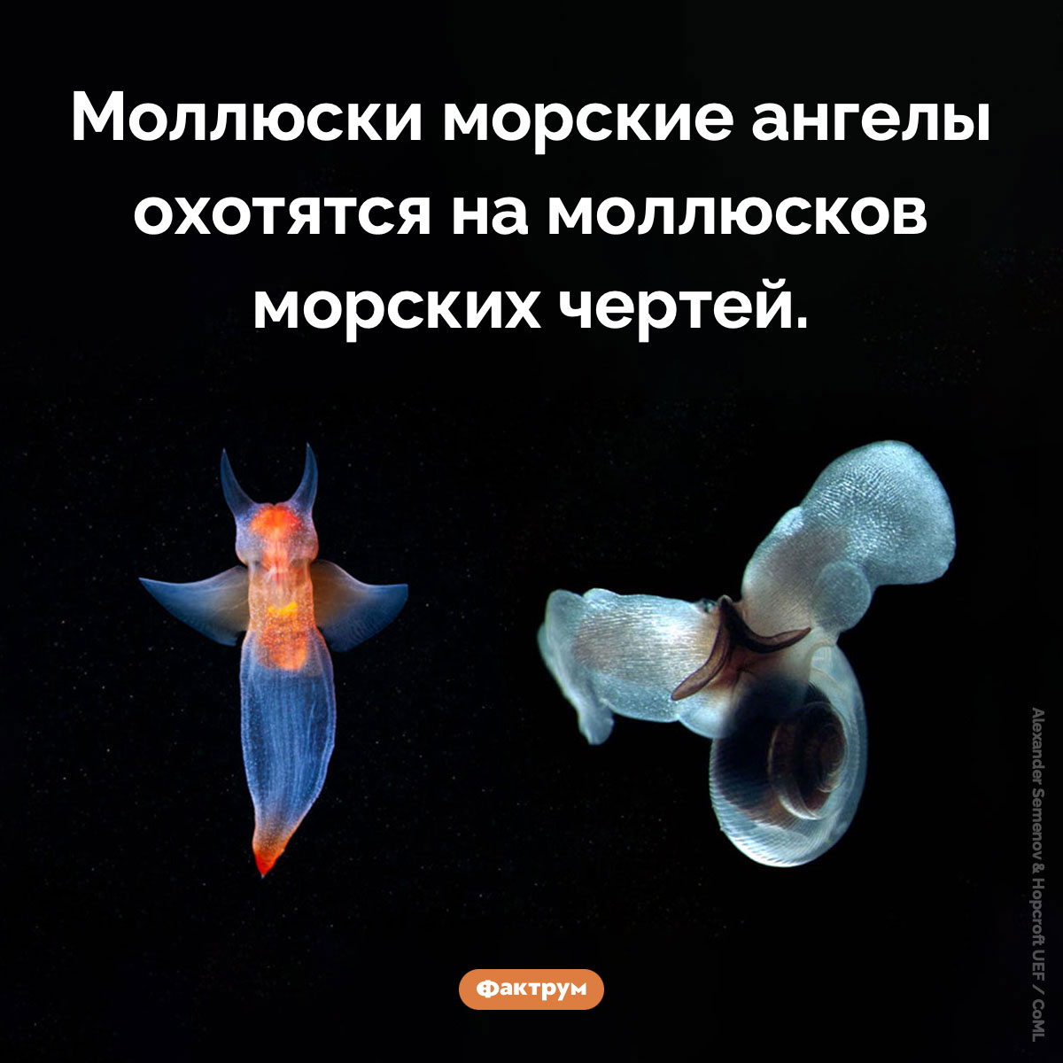 Морская демонология. Моллюски морские ангелы охотятся на моллюсков морских чертей.