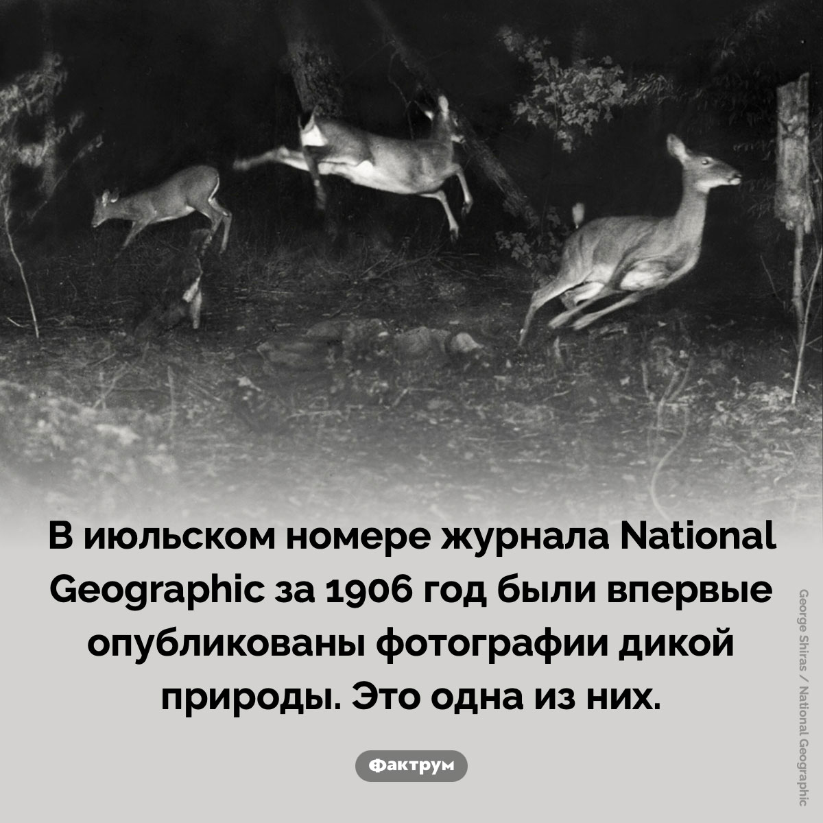 Одна из первых опубликованных фотографий дикой природы. В июльском номере журнала National Geographic за 1906 год были впервые опубликованы фотографии дикой природы. Это одна из них.