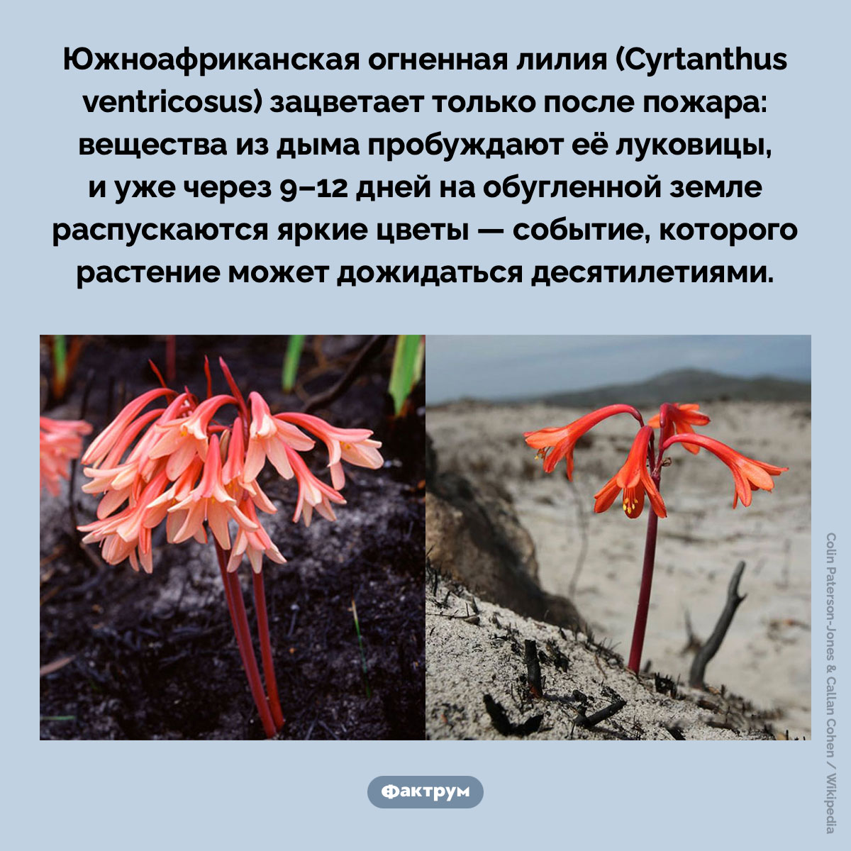 Огненная лилия. Южноафриканская огненная лилия (Cyrtanthus ventricosus) зацветает только после пожара: вещества из дыма пробуждают её луковицы, и уже через 9–12 дней на обугленной земле распускаются яркие цветы — событие, которого растение может дожидаться десятилетиями.