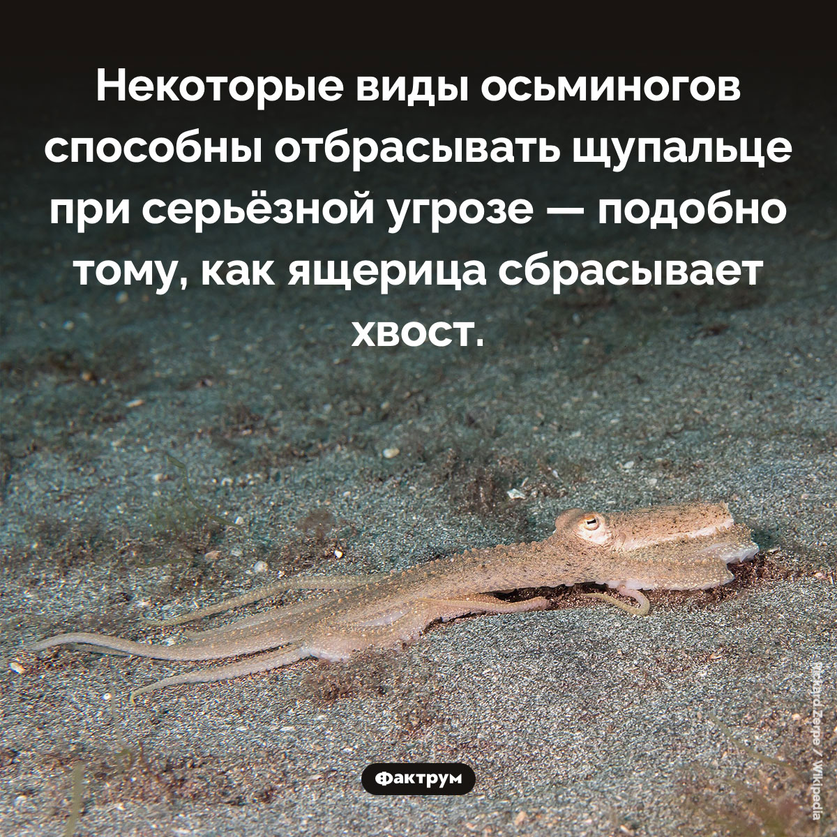 Осьминоги способны отбрасывать щупальце. Некоторые виды осьминогов способны отбрасывать щупальце при серьёзной угрозе — подобно тому, как ящерица сбрасывает хвост.