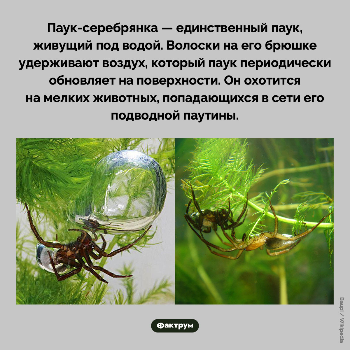 Паук, живущий под водой. Паук-серебрянка — единственный паук, живущий под водой. Волоски на его брюшке удерживают воздух, который паук периодически обновляет на поверхности. Он охотится на мелких животных, попадающихся в сети его подводной паутины.