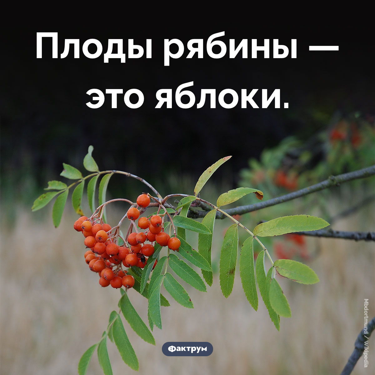 Плоды рябины. Плоды рябины — это яблоки.