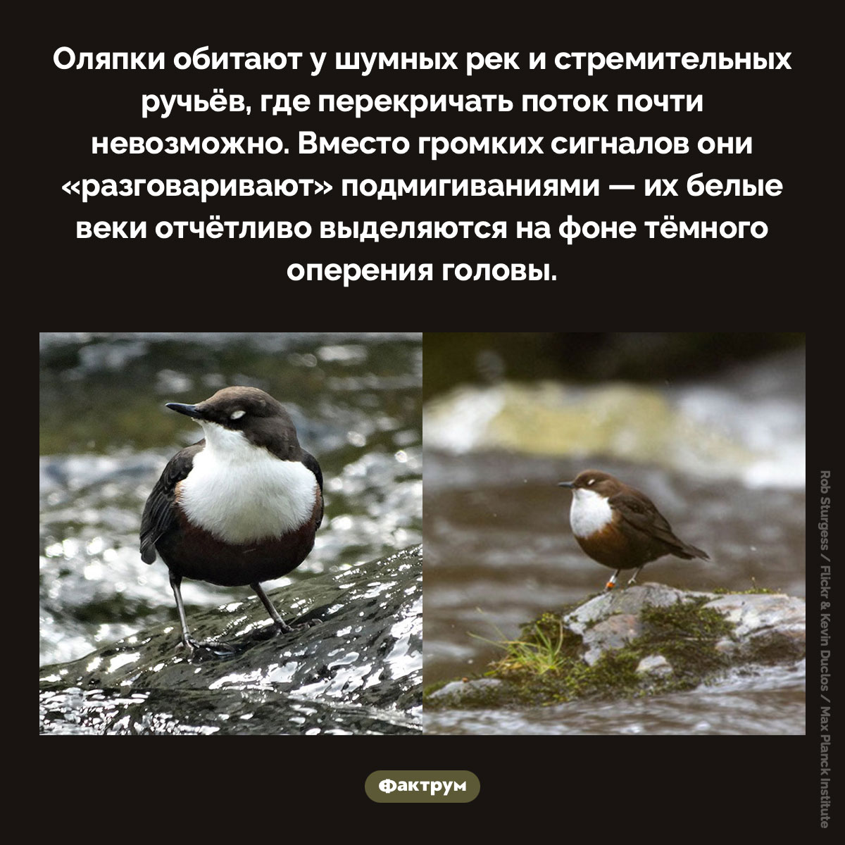 Подмигивания оляпок. 