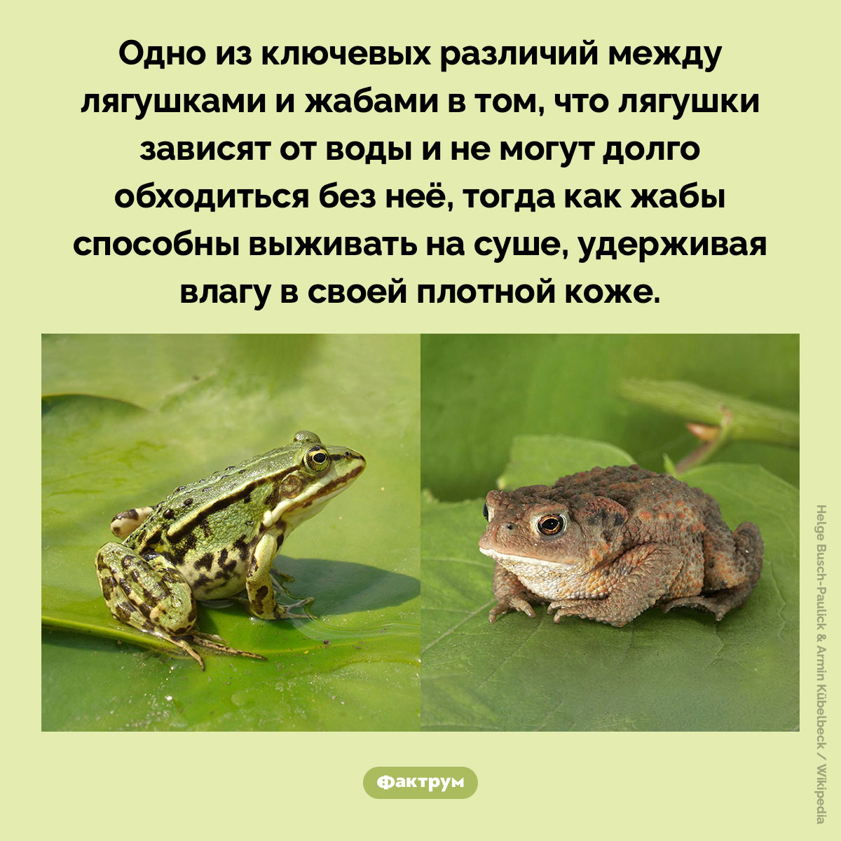 Различие между лягушками и жабами. Одно из ключевых различий между лягушками и жабами в том, что лягушки зависят от воды и не могут долго обходиться без неё, тогда как жабы способны выживать на суше, удерживая влагу в своей плотной коже.