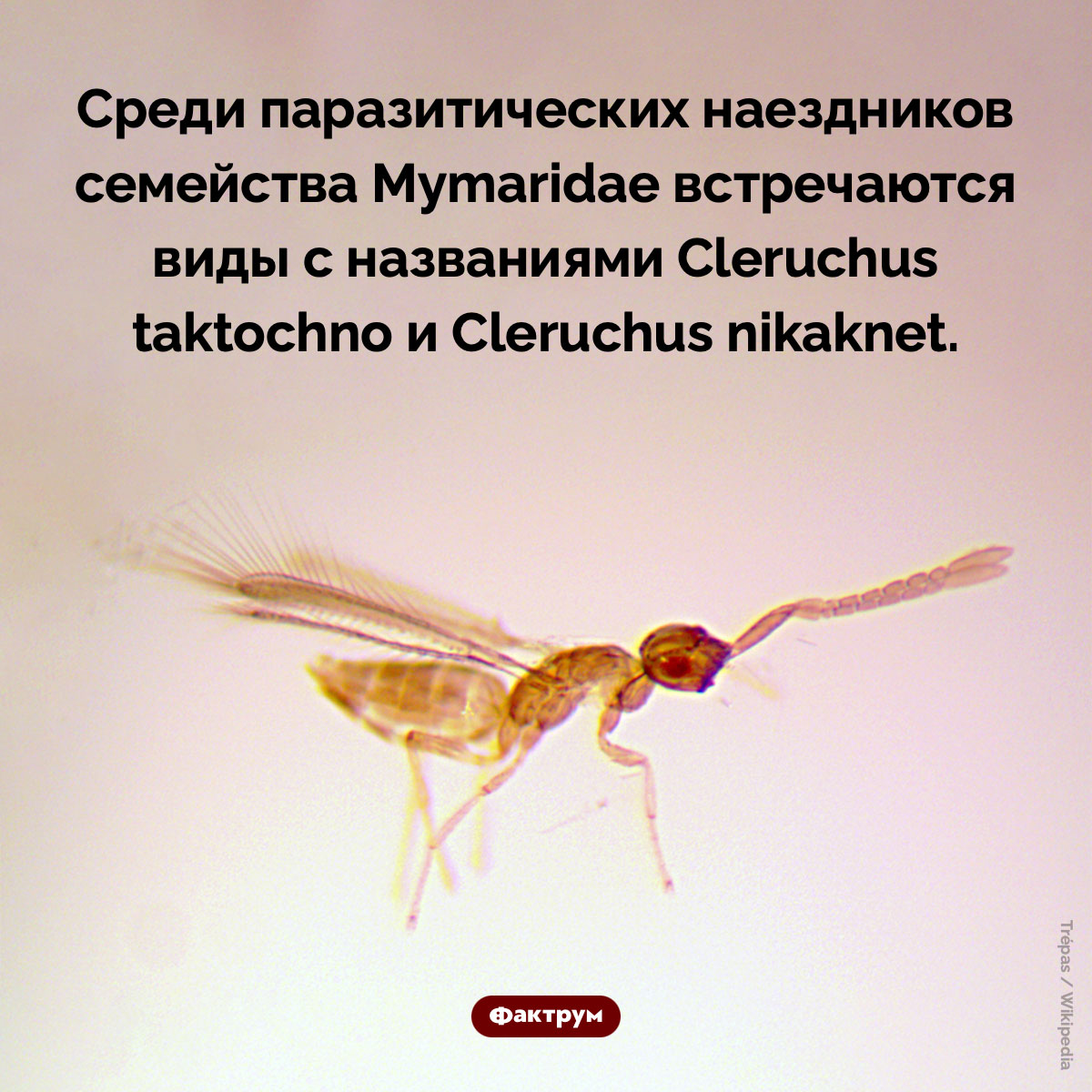 Taktochno & nikaknet. Среди паразитических наездников семейства Mymaridae встречаются виды с названиями Cleruchus taktochno и Cleruchus nikaknet.