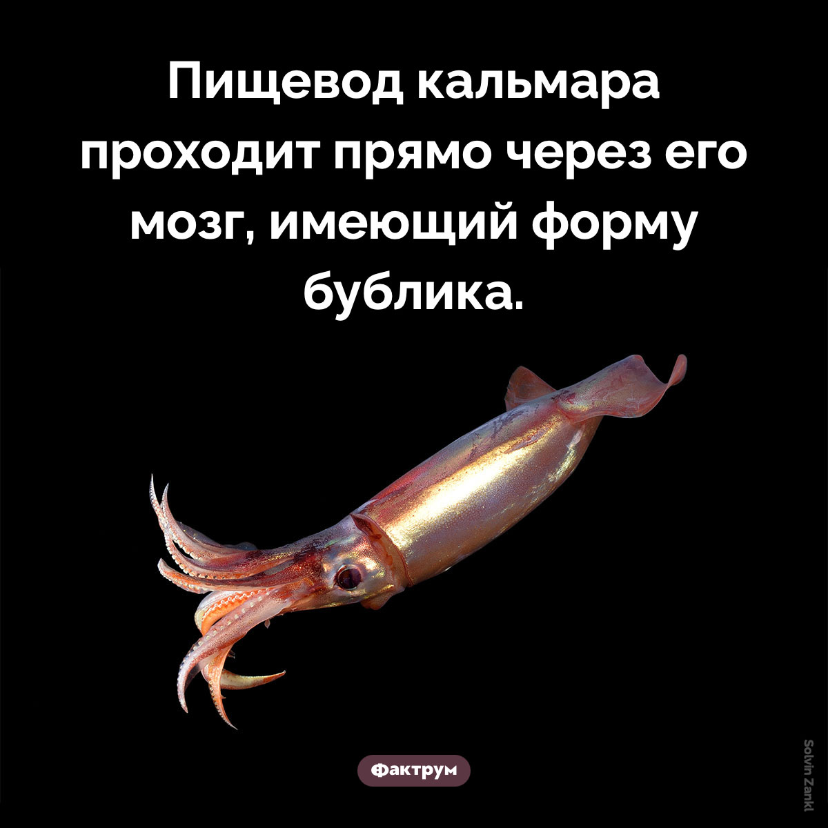 У кальмара мозг в виде бублика. Пищевод кальмара проходит прямо через его мозг, имеющий форму бублика.