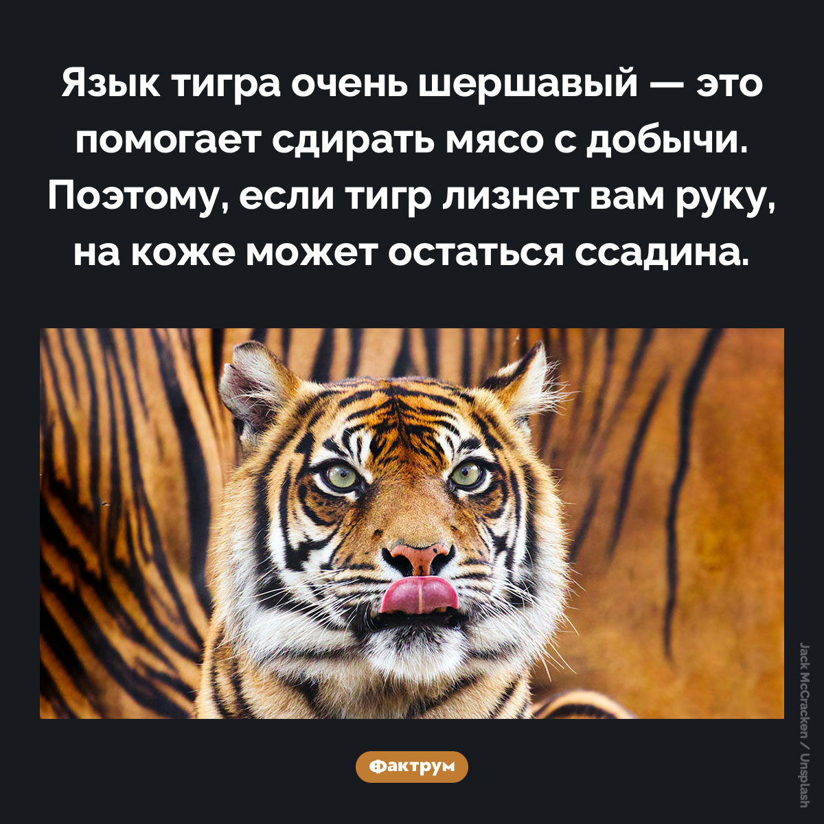 Язык тигра. Язык тигра очень шершавый — это помогает сдирать мясо с добычи. Поэтому, если тигр лизнет вам руку, на коже может остаться ссадина.