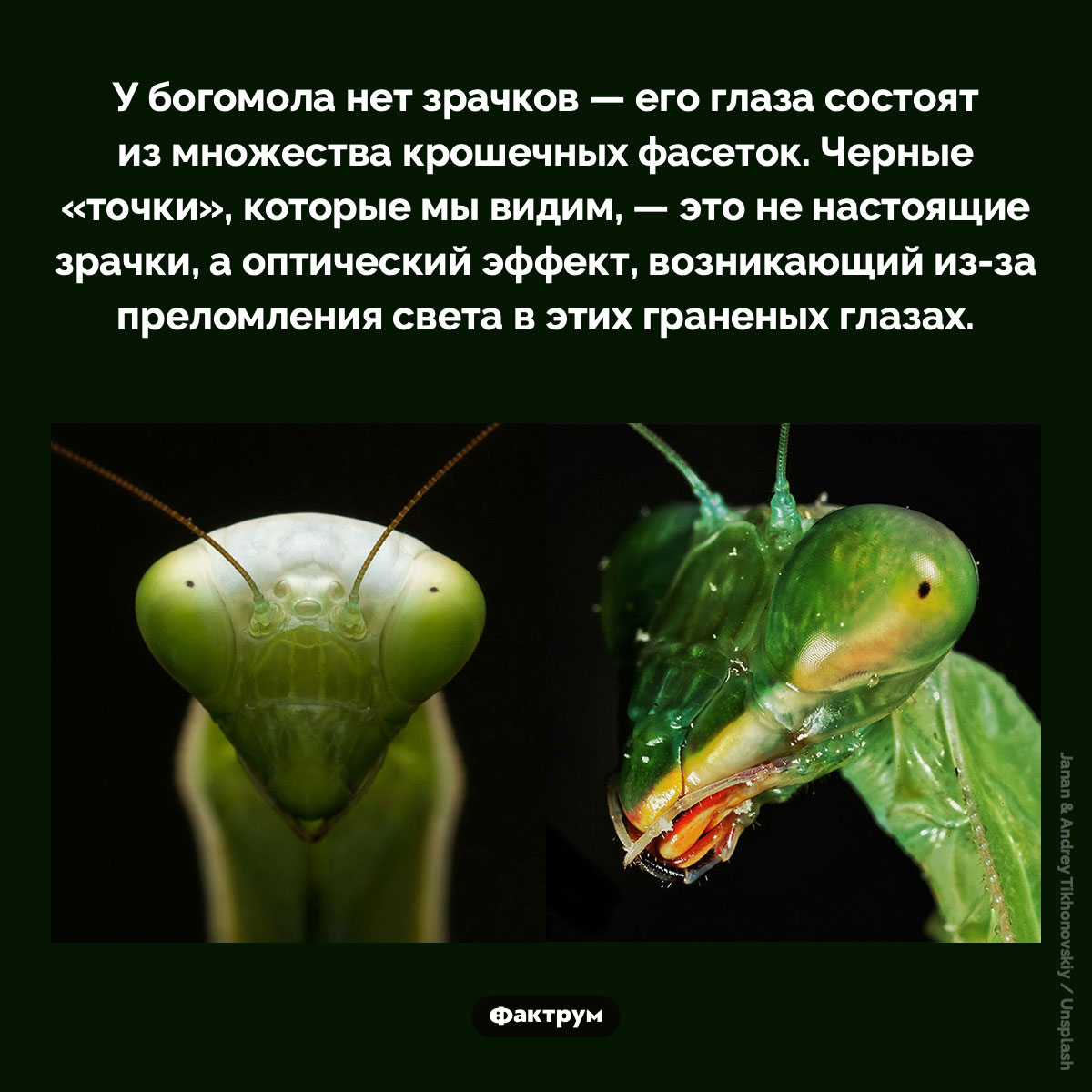 «Зрачки» богомола. У богомола нет зрачков — его глаза состоят из множества крошечных фасеток. Черные «точки», которые мы видим, — это не настоящие зрачки, а оптический эффект, возникающий из-за преломления света в этих граненых глазах.