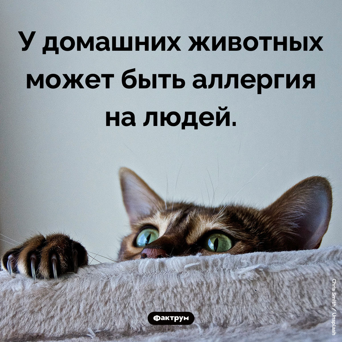 Аллергия на людей. У домашних животных может быть аллергия на людей.