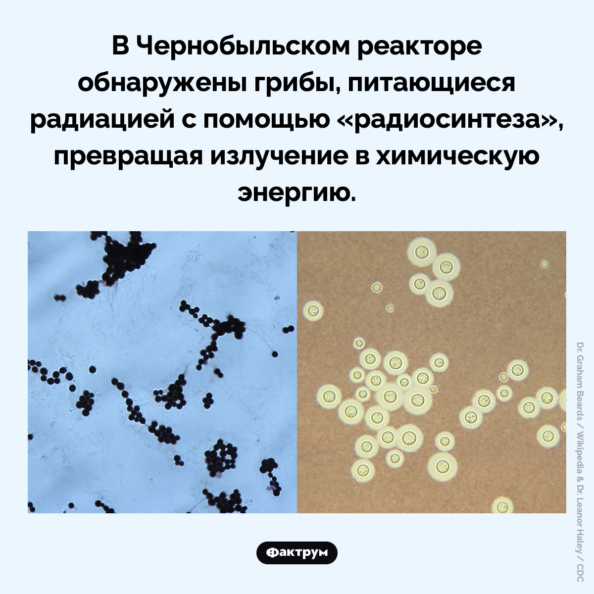 Чернобыльские грибы. В Чернобыльском реакторе обнаружены грибы, питающиеся радиацией с помощью «радиосинтеза», превращая излучение в химическую энергию.