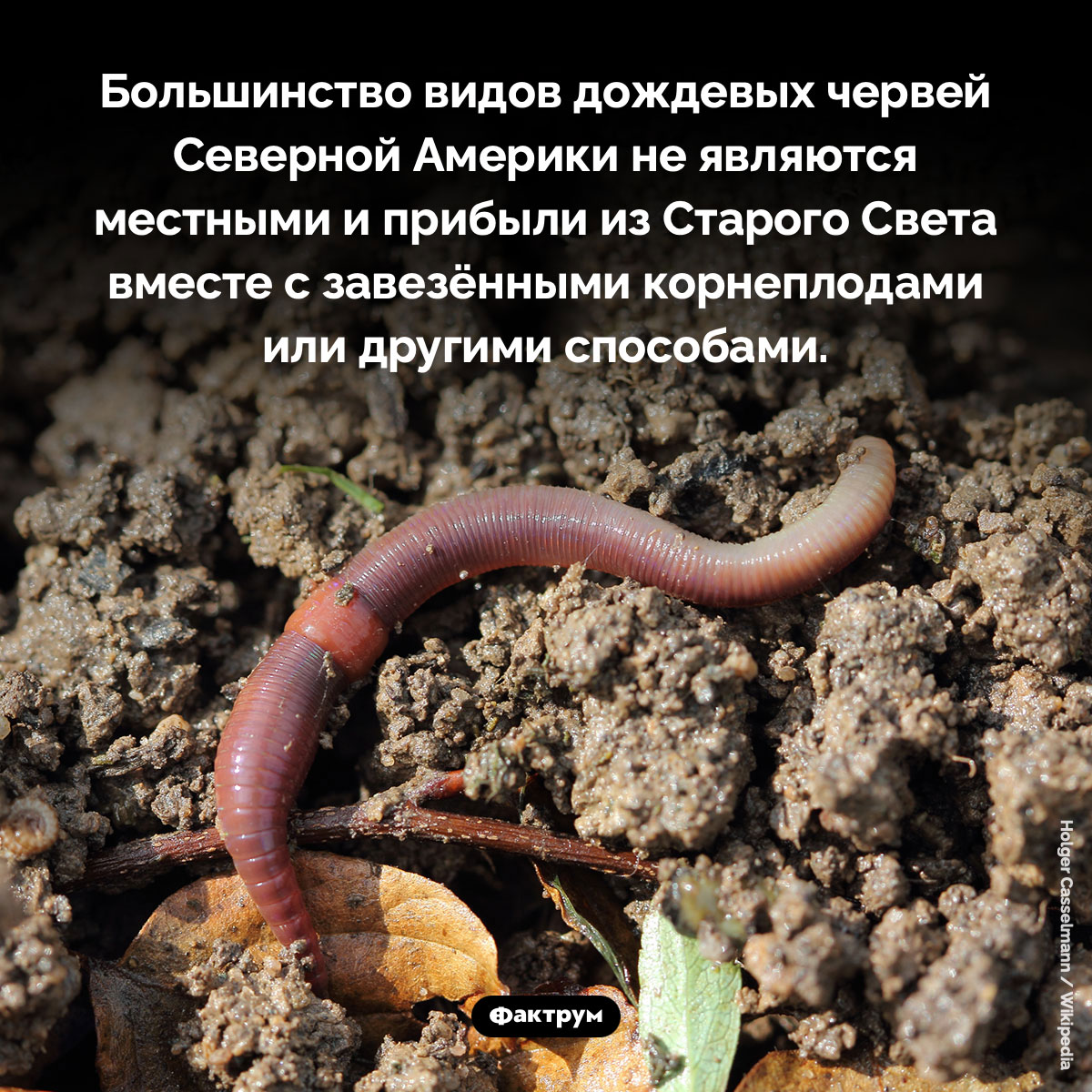 Черви Северной Америки. Большинство видов дождевых червей Северной Америки не являются местными и прибыли из Старого Света вместе с завезёнными корнеплодами или другими способами.