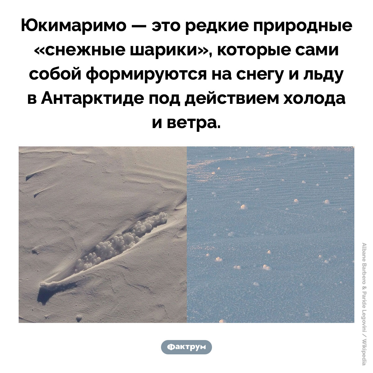 Что такое «юкимаримо». Юкимаримо — это редкие природные «снежные шарики», которые сами собой формируются на снегу и льду в Антарктиде под действием холода и ветра.