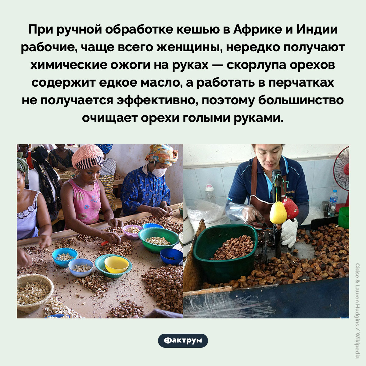 Как собирают кешью. При ручной обработке кешью в Африке и Индии рабочие, чаще всего женщины, нередко получают химические ожоги на руках — скорлупа орехов содержит едкое масло, а работать в перчатках не получается эффективно, поэтому большинство очищает орехи голыми руками.