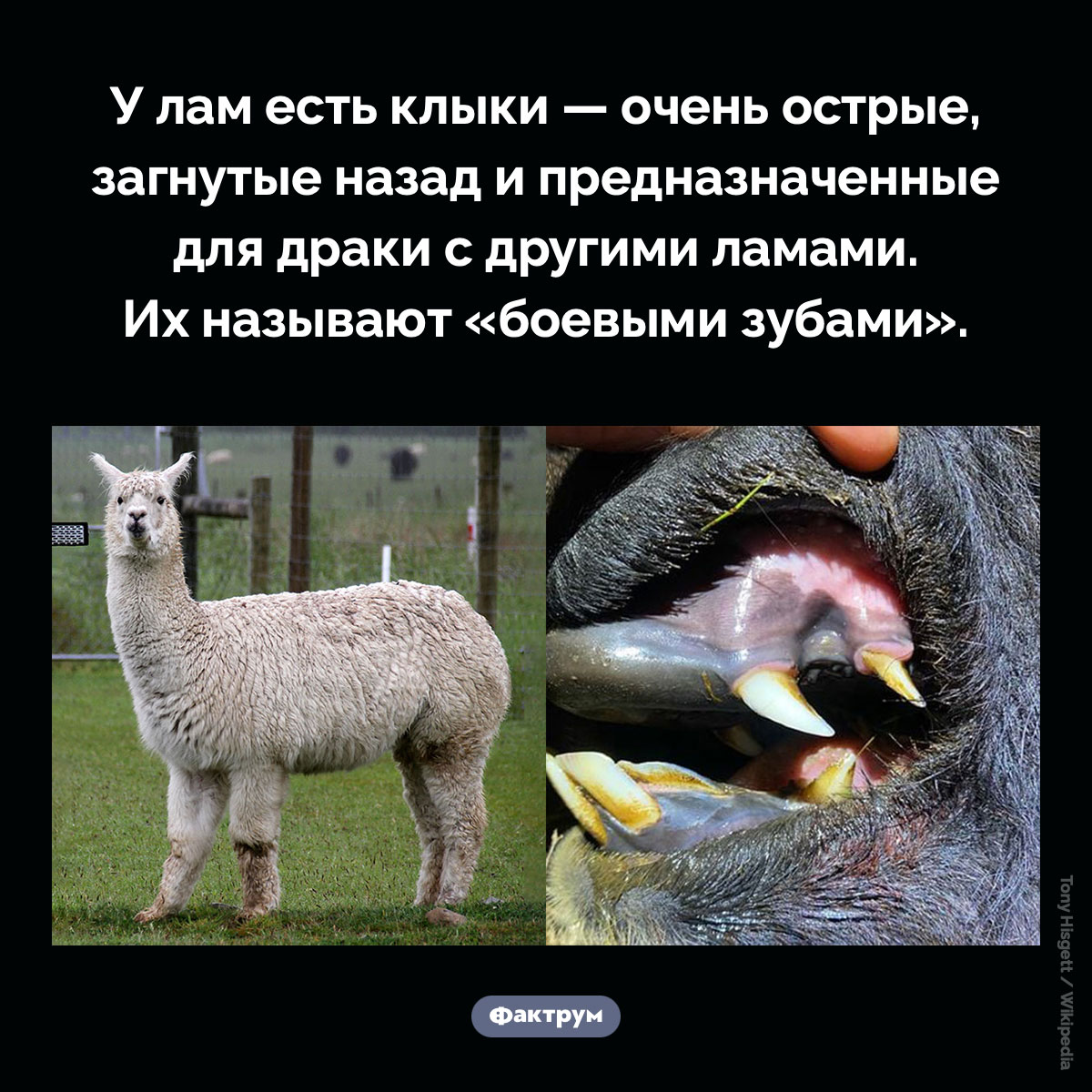 Клыки для драки. У лам есть клыки — очень острые, загнутые назад и предназначенные для драки с другими ламами. Их называют «боевыми зубами».