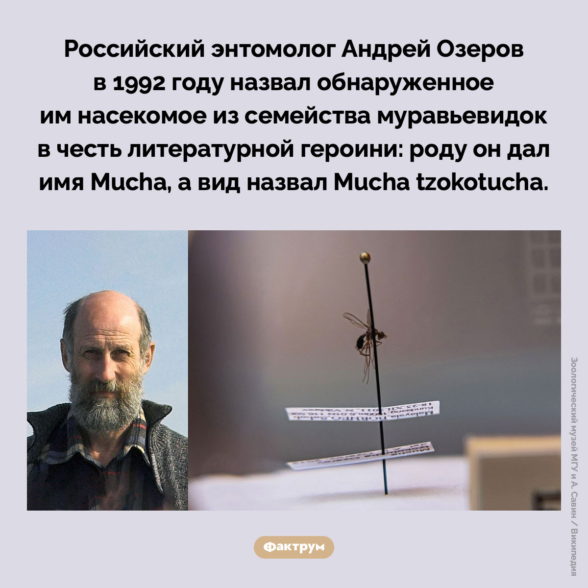 Mucha tzokotucha. Российский энтомолог Андрей Озеров в 1992 году назвал обнаруженное им насекомое из семейства муравьевидок в честь литературной героини: роду он дал имя Mucha, а вид назвал Mucha tzokotucha.