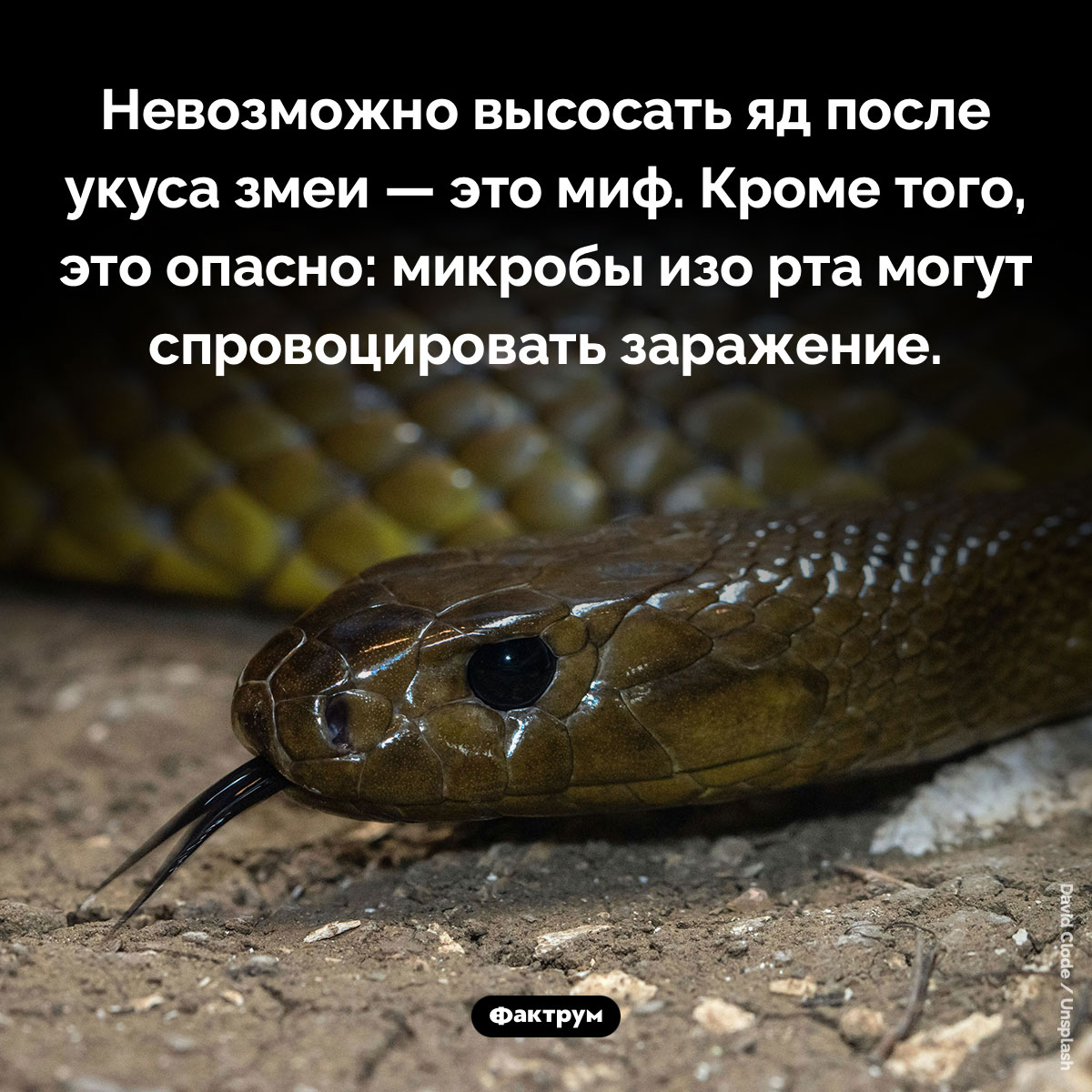 Невозможно высосать яд после укуса змеи — это миф. Невозможно высосать яд после укуса змеи — это миф. Кроме того, это опасно: микробы изо рта могут спровоцировать заражение.