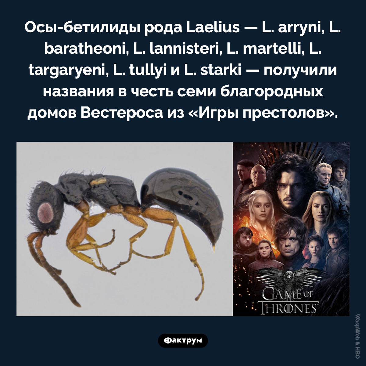 Осы Вестероса. Осы-бетилиды рода Laelius — L. arryni, L. baratheoni, L. lannisteri, L. martelli, L. targaryeni, L. tullyi и L. starki — получили названия в честь семи благородных домов Вестероса из «Игры престолов».