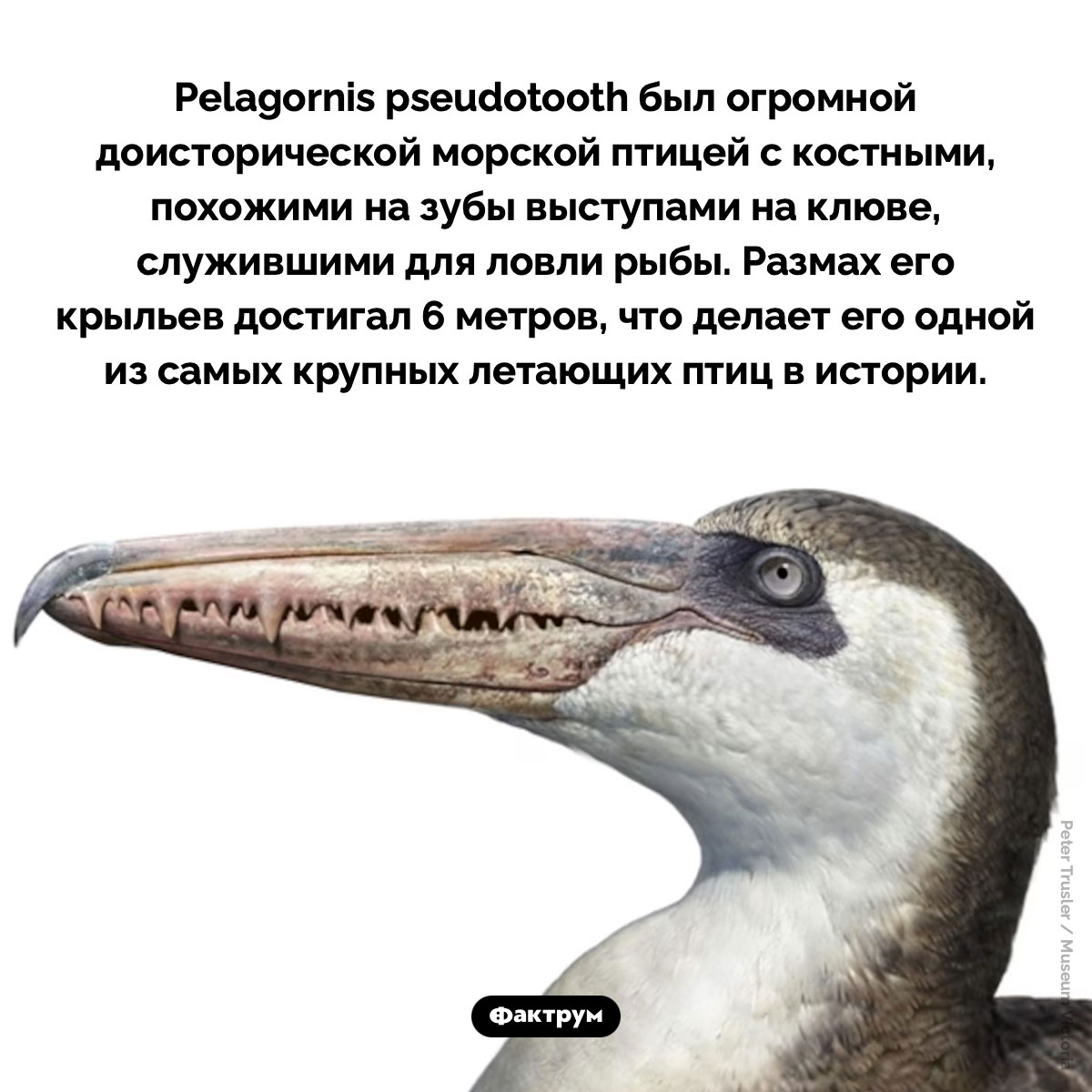 Pelagornis pseudotooth. Pelagornis pseudotooth был огромной доисторической морской птицей с костными, похожими на зубы выступами на клюве, служившими для ловли рыбы. Размах его крыльев достигал 6 метров, что делает его одной из самых крупных летающих птиц в истории.