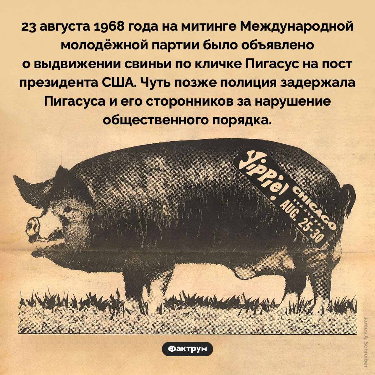Пигасус. 23 августа 1968 года на митинге Международной молодёжной партии было объявлено о выдвижении свиньи по кличке Пигасус на пост президента США. Чуть позже полиция задержала Пигасуса и его сторонников за нарушение общественного порядка.